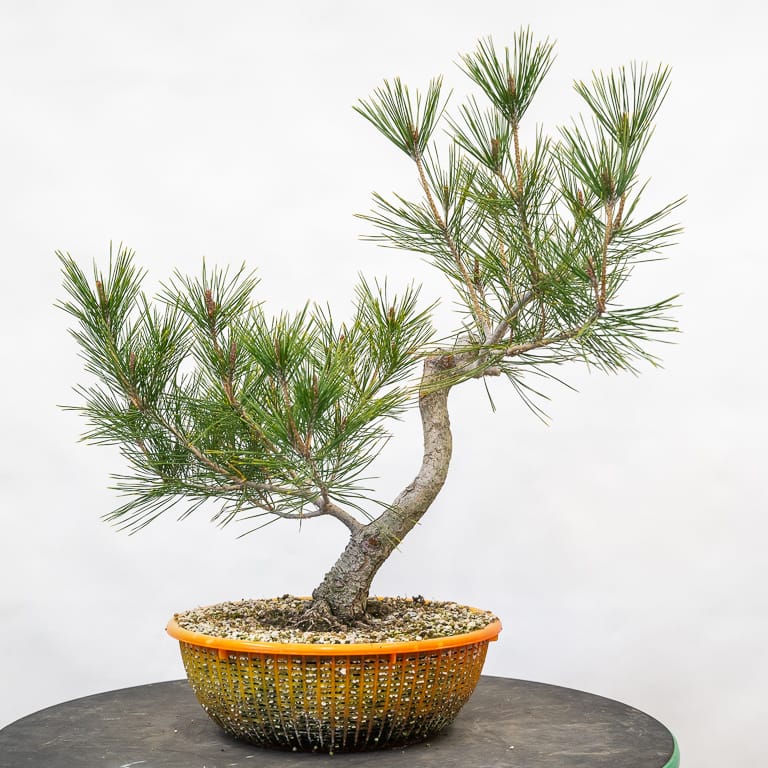 Six-year-old red pine