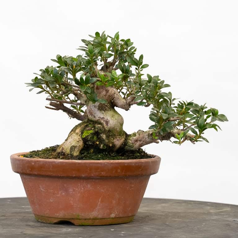 Satsuki azalea bonsai
