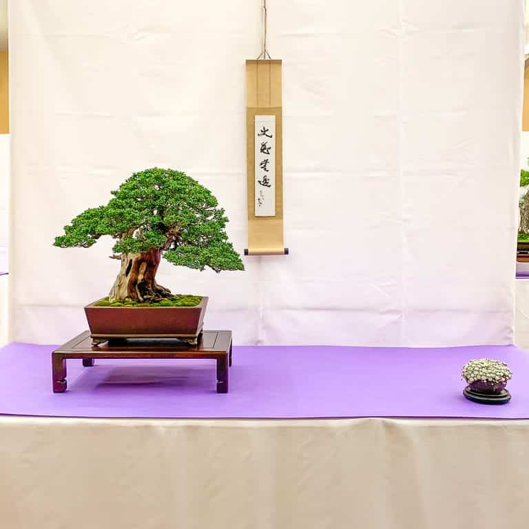 Shimapku juniper display
