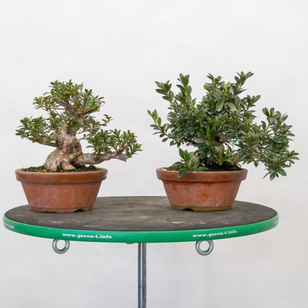 Fall cleanup on shohin satsuki azalea Bonsai Tonight