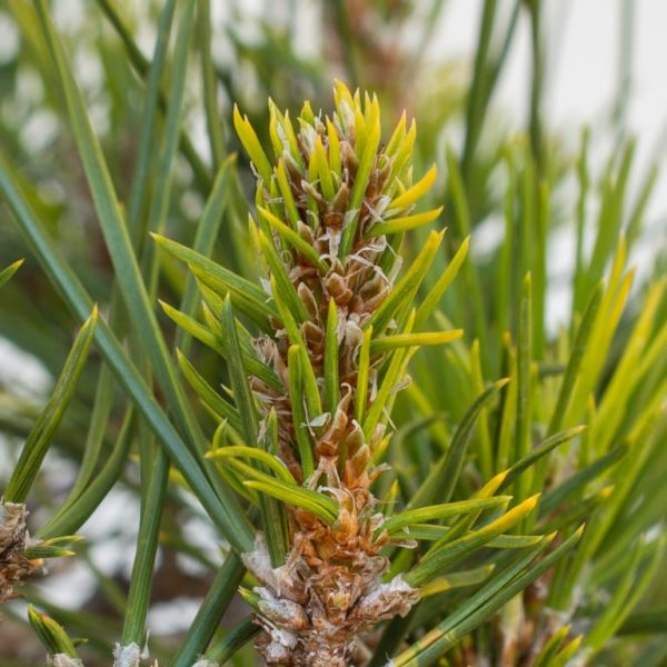Diagnosing root rot in black and red pine bonsai - Bonsai Tonight