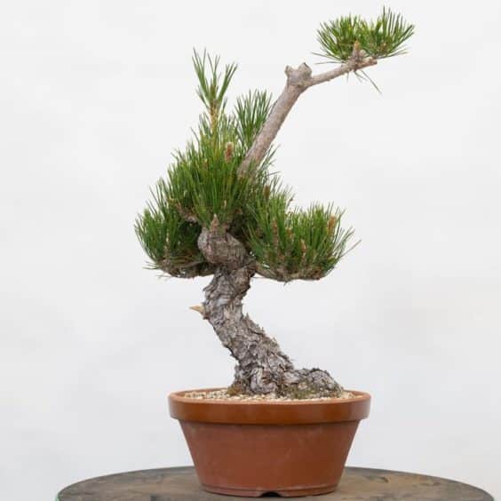 Tracking down banding symptoms in black pine - Bonsai Tonight