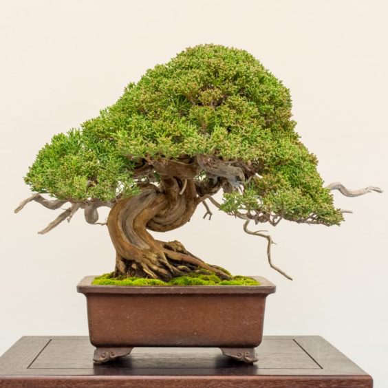 An idea for a bonsai show - Bonsai Tonight