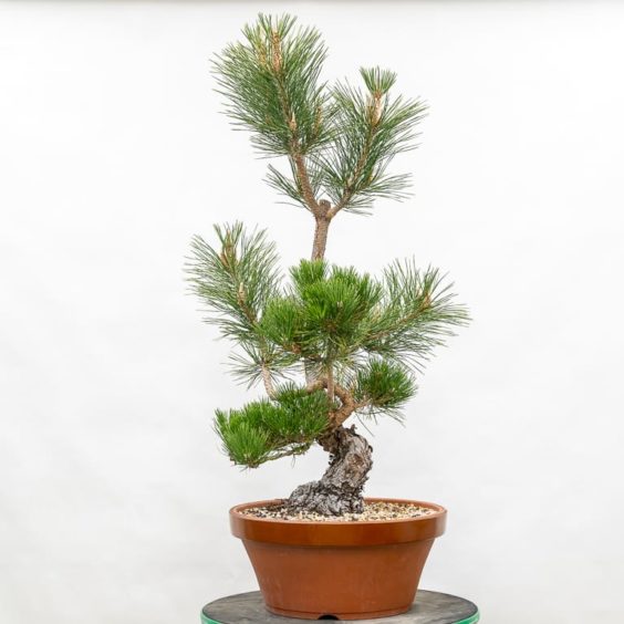 Tracking down banding symptoms in black pine - Bonsai Tonight