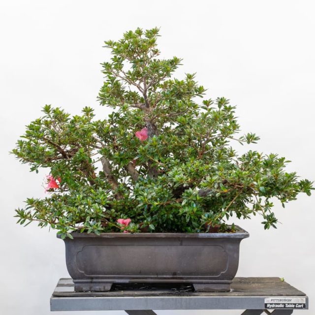 The benefits of thinning satsuki azaleas in fall Bonsai Tonight