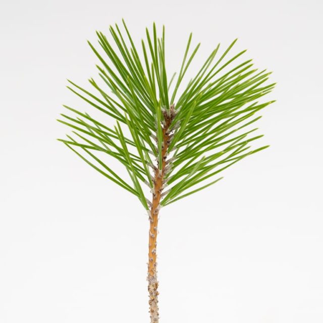 Five patterns for pulling needles on black pine - Bonsai Tonight