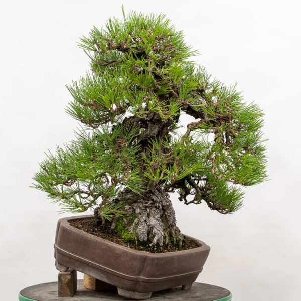 Setting design goals for refining mature bonsai - Bonsai Tonight