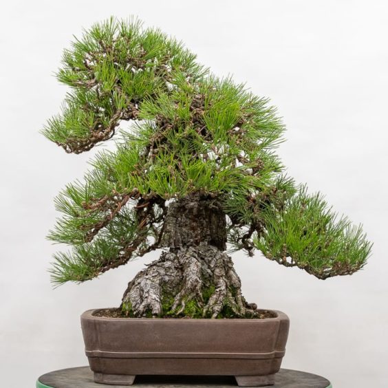 Setting design goals for refining mature bonsai - Bonsai Tonight