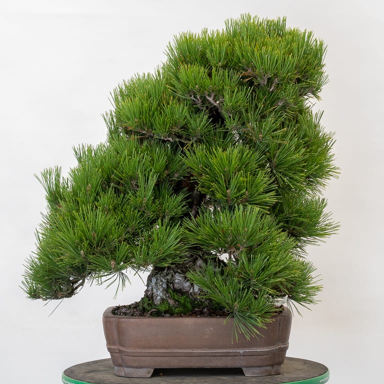 Cork-bark black pine