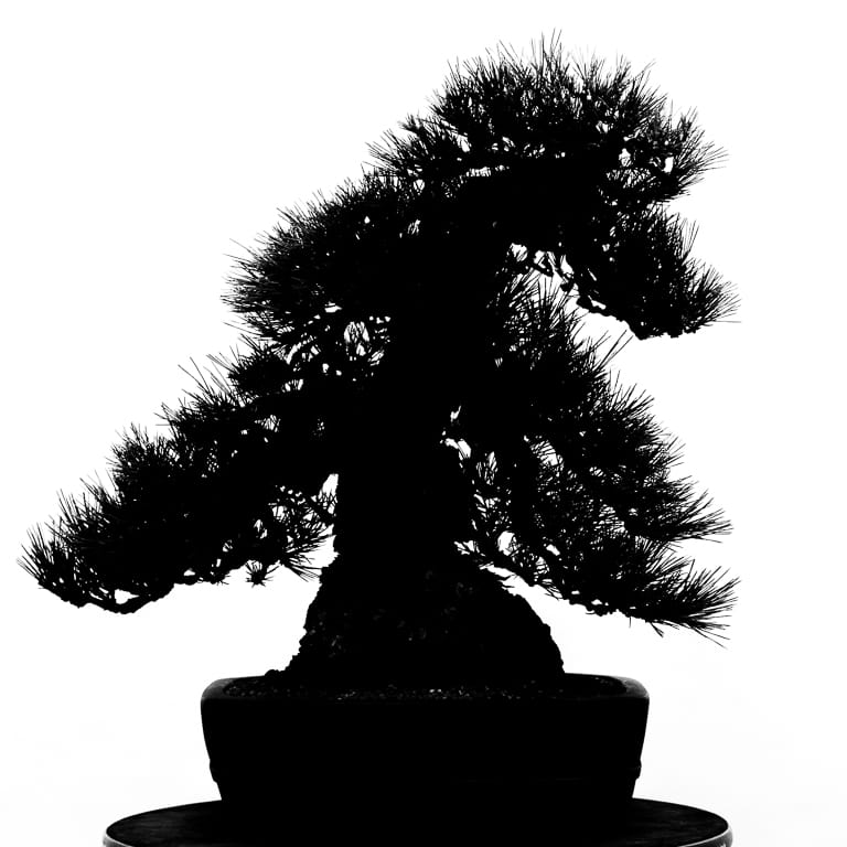 Pine in black and white