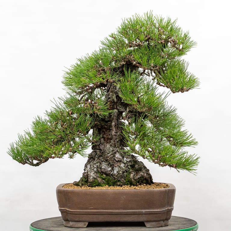 Cork-bark pine
