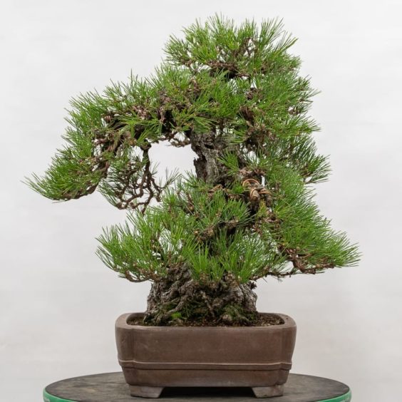 Setting design goals for refining mature bonsai - Bonsai Tonight