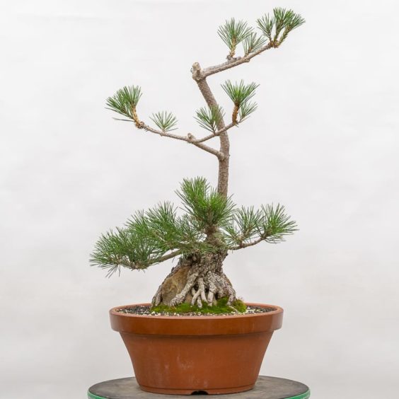 Refining A Young Root Over Rock Black Pine - Bonsai Tonight