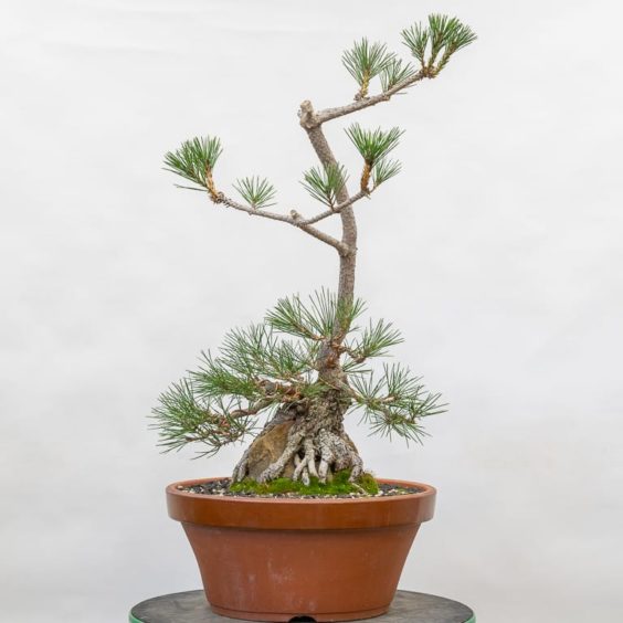 Refining a young root over rock black pine - Bonsai Tonight