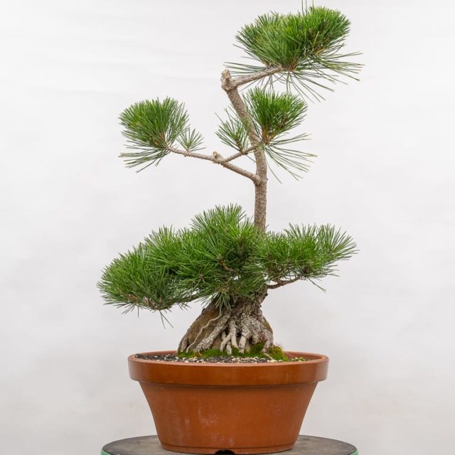 Refining a young root over rock black pine - Bonsai Tonight