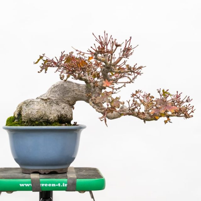 Thinning shohin Japanese maple Bonsai Tonight