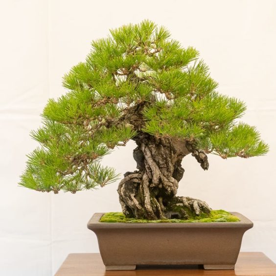 Bay Area Bonsai Associates' 39th annual exhibit - Bonsai Tonight