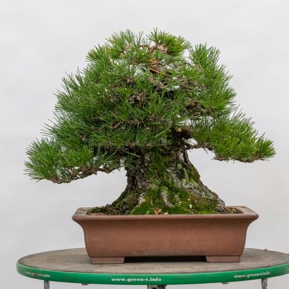 Black pine - work in progress - Bonsai Tonight