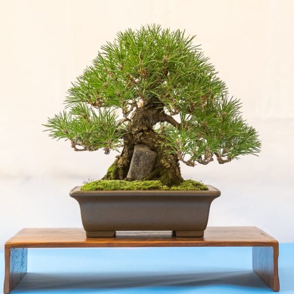 Bay Area Bonsai Associates' 39th annual exhibit - Bonsai Tonight