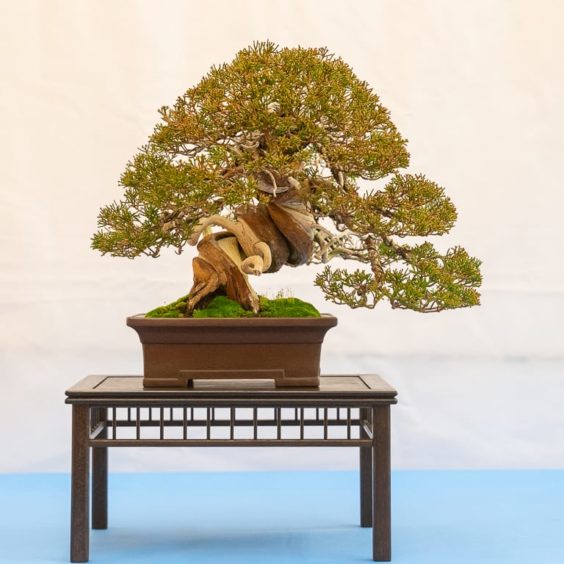 Bay Area Bonsai Associates' 39th annual exhibit - Bonsai Tonight