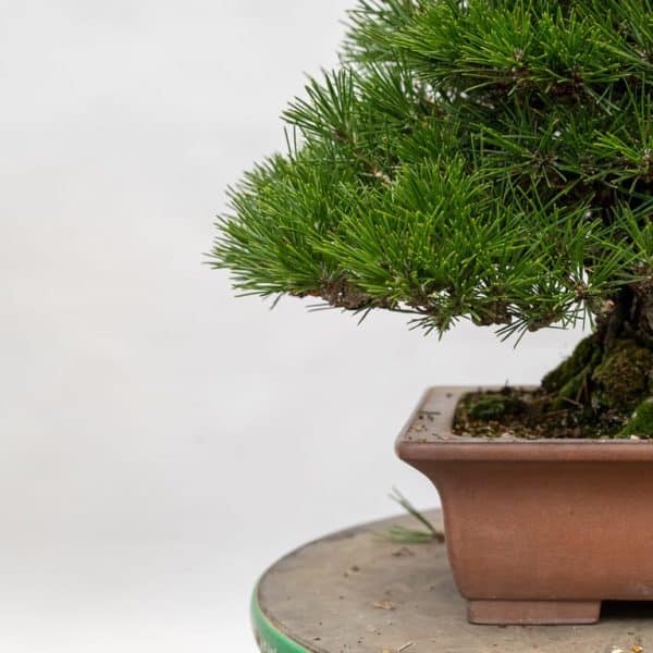 Black pine - work in progress - Bonsai Tonight