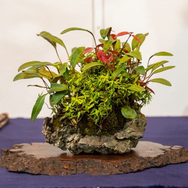 Accents displayed at the 94th Kokufuten Bonsai Tonight