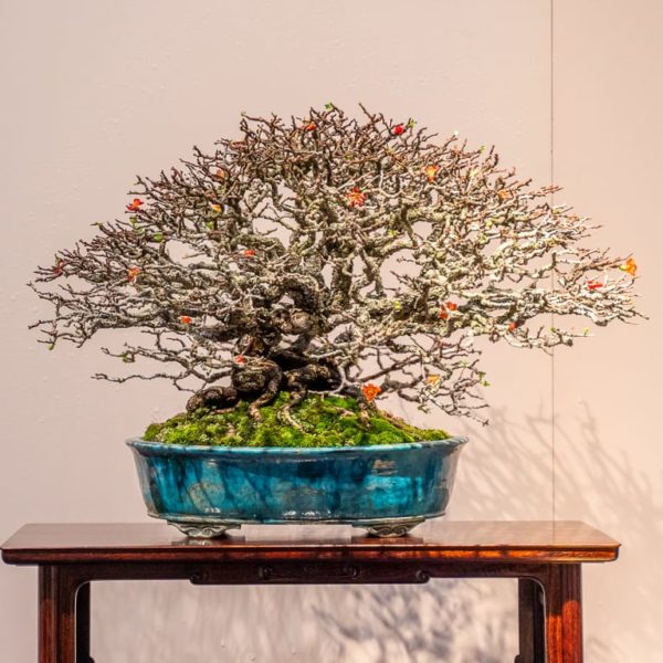 Prize-winning trees from the 94th Kokufu Bonsai Exhibition - Bonsai Tonight