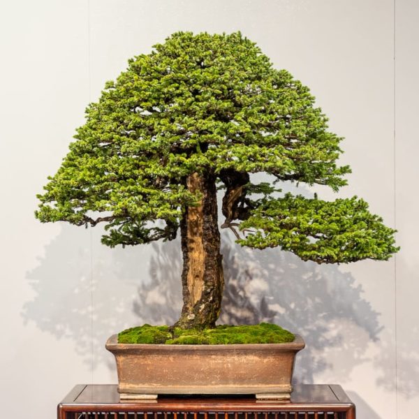 A historic spruce at the 94th Kokufu exhibition - Bonsai Tonight