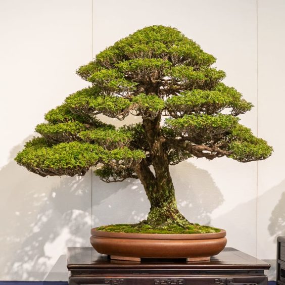 Prize-winning trees from the 94th Kokufu Bonsai Exhibition - Bonsai Tonight