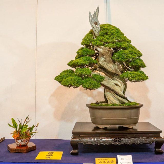 Prize Winning Trees From The Th Kokufu Bonsai Exhibition Bonsai Tonight