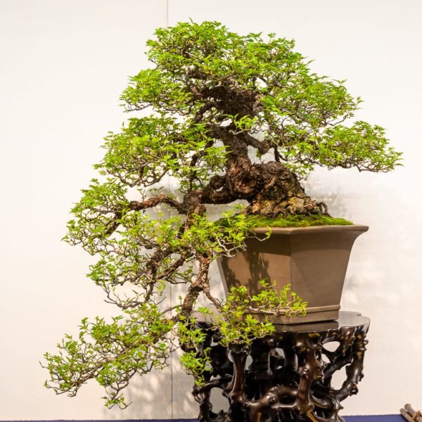 Prizewinning trees from the 94th Kokufu Bonsai Exhibition Bonsai Tonight