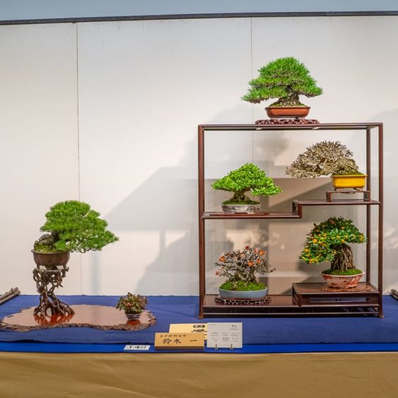 Prize-winning trees from the 94th Kokufu Bonsai Exhibition - Bonsai Tonight