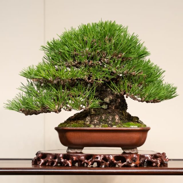 Prize-winning trees from the 94th Kokufu Bonsai Exhibition - Bonsai Tonight