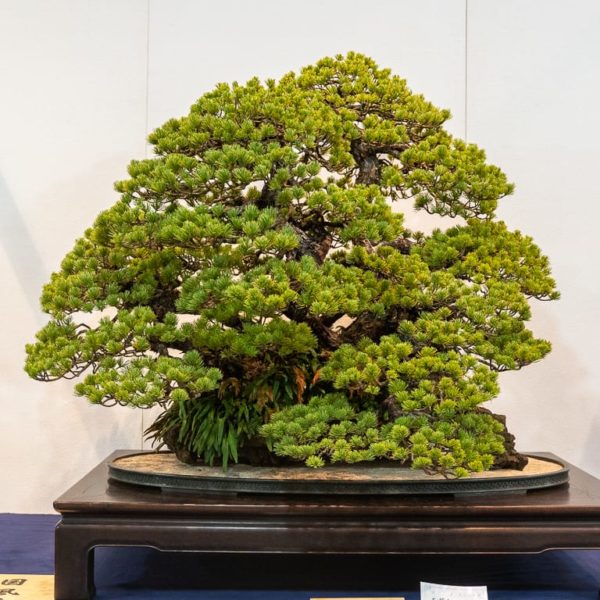 Prize-winning trees from the 94th Kokufu Bonsai Exhibition - Bonsai Tonight