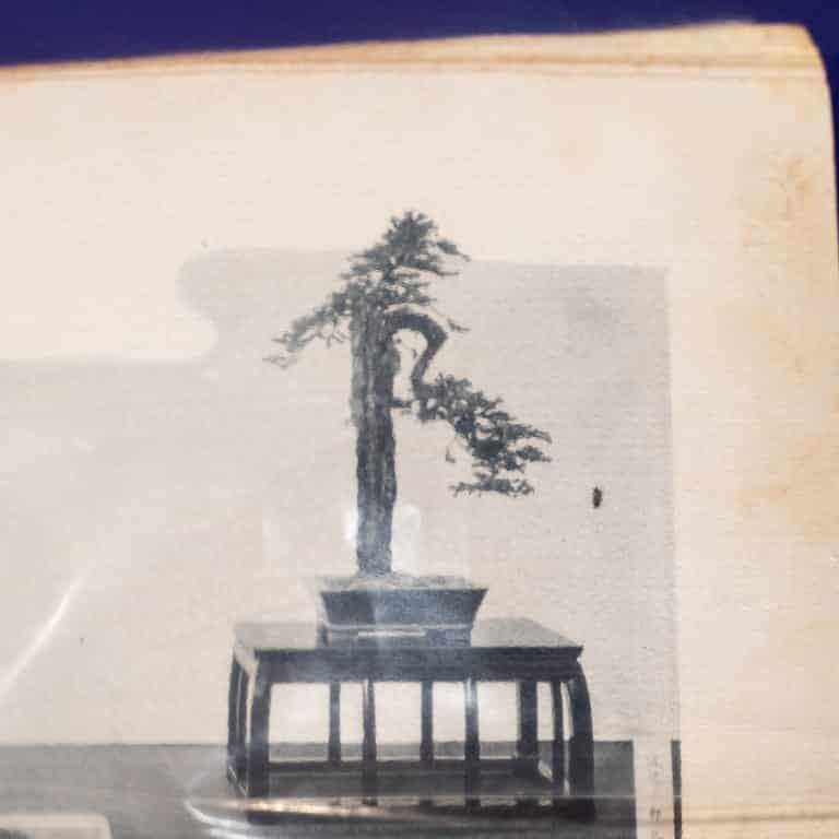 Photo of ezo spruce from 1934