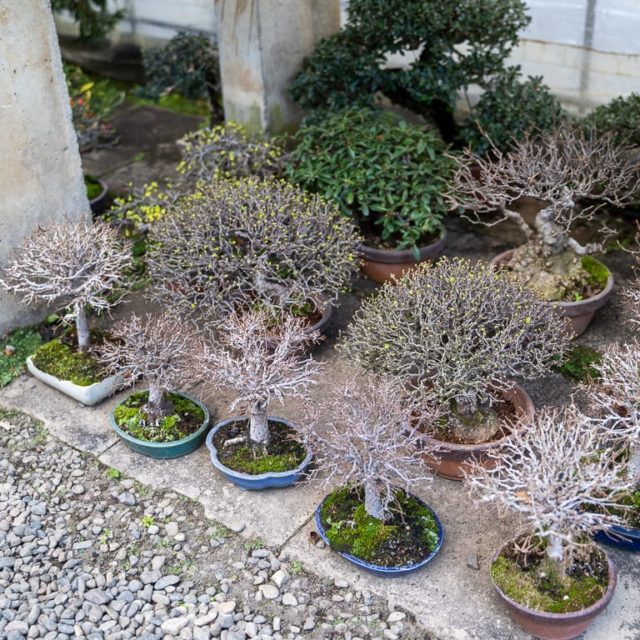 A visit to Kimura's bonsai garden Bonsai Tonight