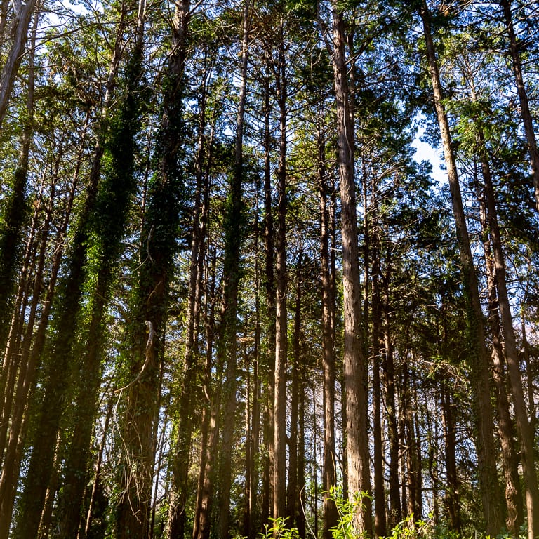 Conifer grove