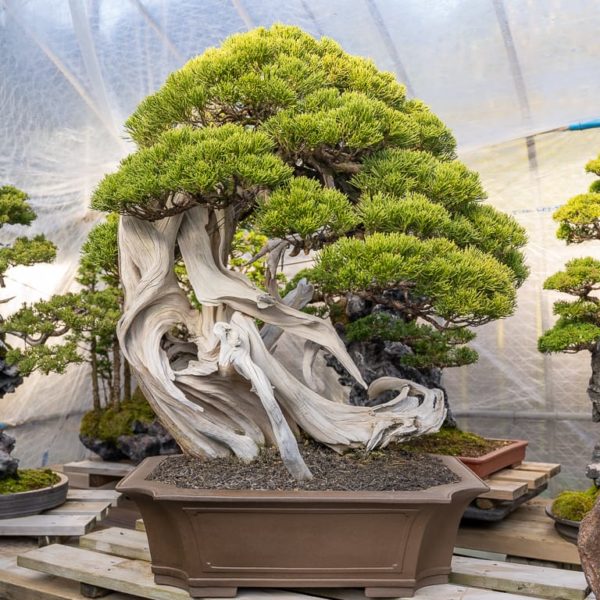 A visit to Kimura's bonsai garden Bonsai Tonight
