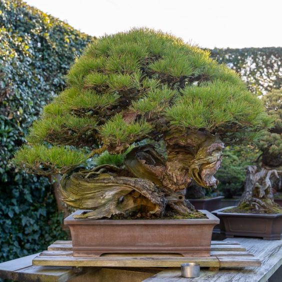 A visit to Kimura's bonsai garden Bonsai Tonight