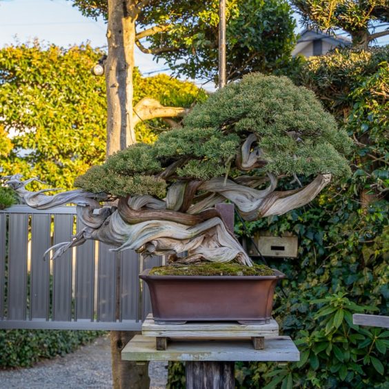 A visit to Kimura's bonsai garden - Bonsai Tonight