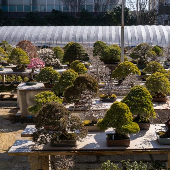 A Visit To Fuyo-en, The Garden Of Hiroshi Takeyama - Bonsai Tonight