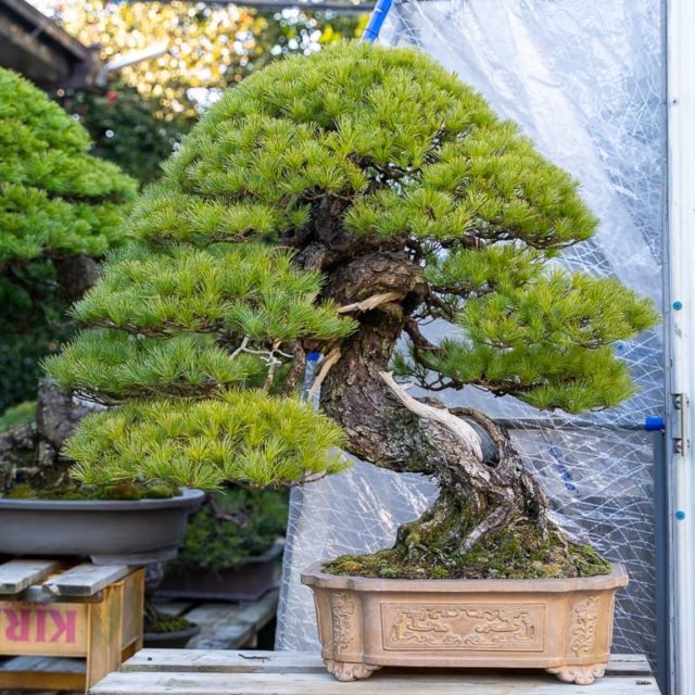 A visit to Kimura's bonsai garden - Bonsai Tonight