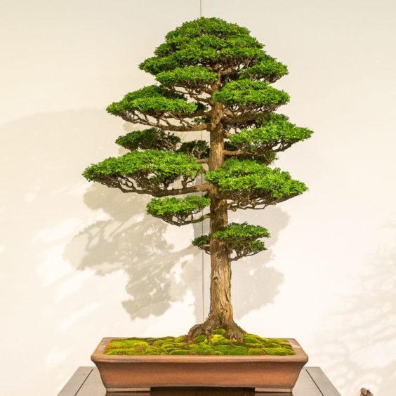 Kokufu 101: conifers - Bonsai Tonight