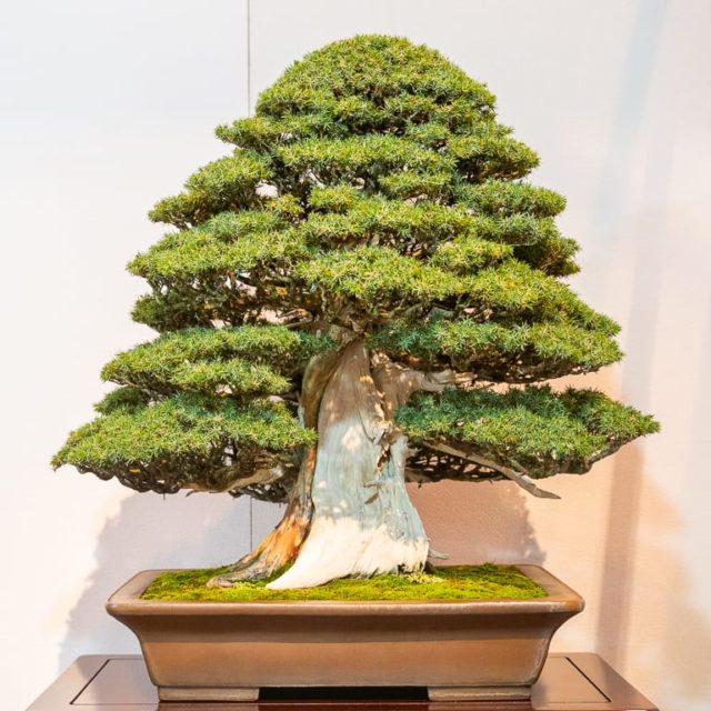 Kokufu 101: conifers - Bonsai Tonight