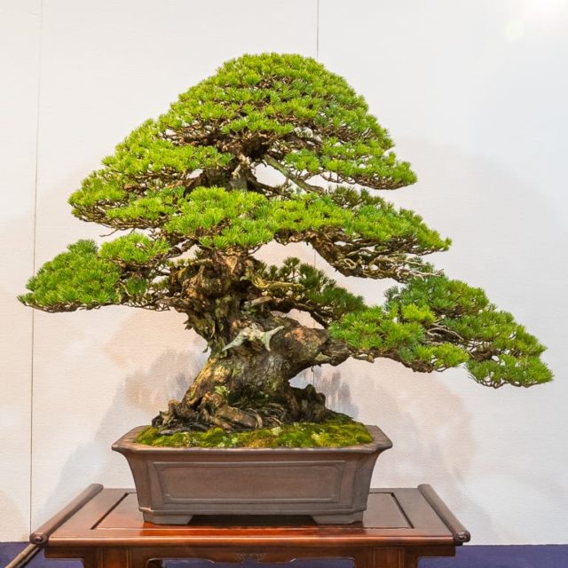 Kokufu 101: conifers - Bonsai Tonight