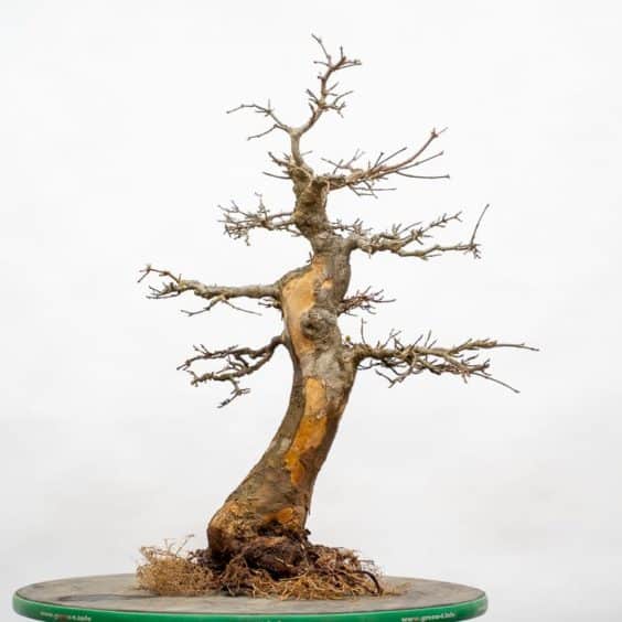 Barerooting a trident maple Bonsai Tonight