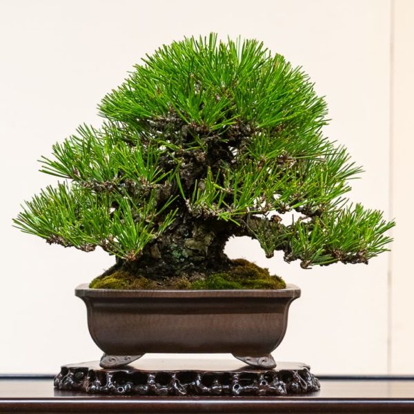 Kokufu Shohin Bonsai Tonight