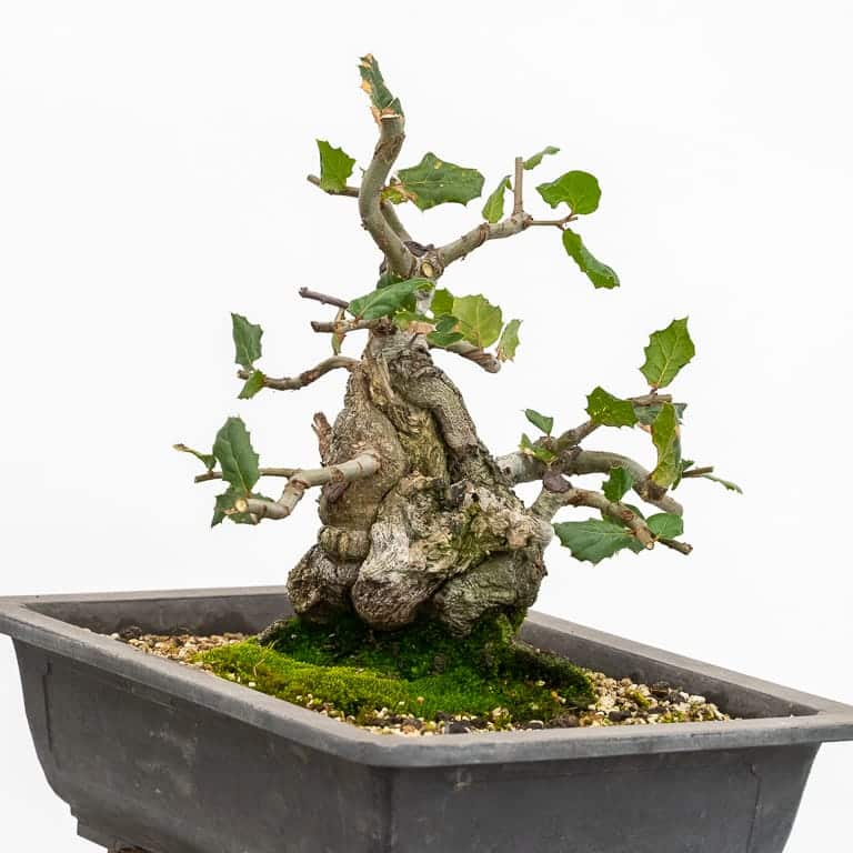 Live oak bonsai