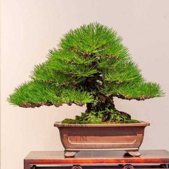 Kokufu 101: Japanese black pine - Bonsai Tonight