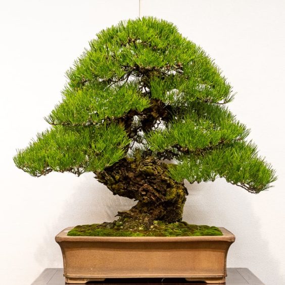 Kokufu 101: Japanese black pine - Bonsai Tonight